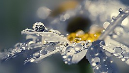 5 flower-with-raindrops-.jpg