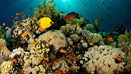 coral-reef-fish.jpg