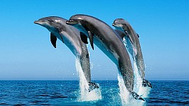 dolphins-.jpg