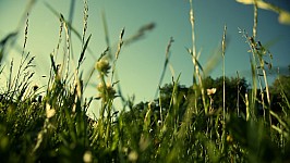 evening-grass-.jpg
