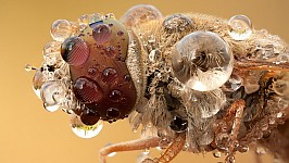 macro-insect-with-water-drops-.jpg